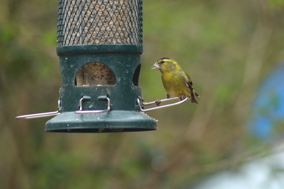 Can you tell apart Greenfinch and Siskin? How about when they're flitting about high in a tree? You can develop your Bird ID skills at our Birdwatching for Beginners events! With expert ID tips and an inclusive coffee and cake. events.rspb.org.uk/arne Image © Léonard D'Aranjo