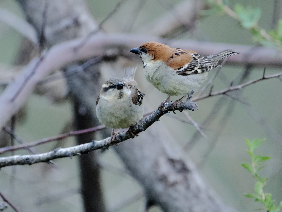 The Story of pairs... Wedge-tailed green pigeon or Kokla green pigeon and Russet Sparrow
 #IndiAves #TwitterNatureCommunity #birds #birdwatching #NaturePhotography #BBCWildlifePOTD #BirdsSeenIn2024 #BirdsOfTwitter