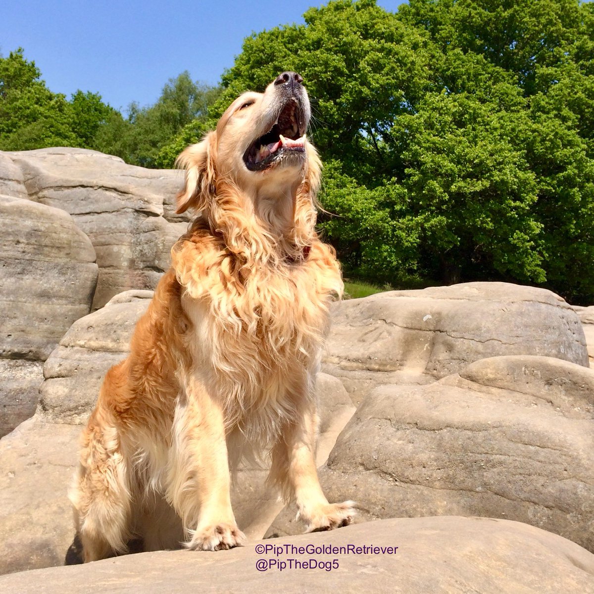 🦁🐶📽️

The day I auditioned for the part of Simba in The Lion King! 😉

#ThrowbackThursday - pic taken in May 2018 on the Wellington Rocks, Royal Tunbridge Wells.