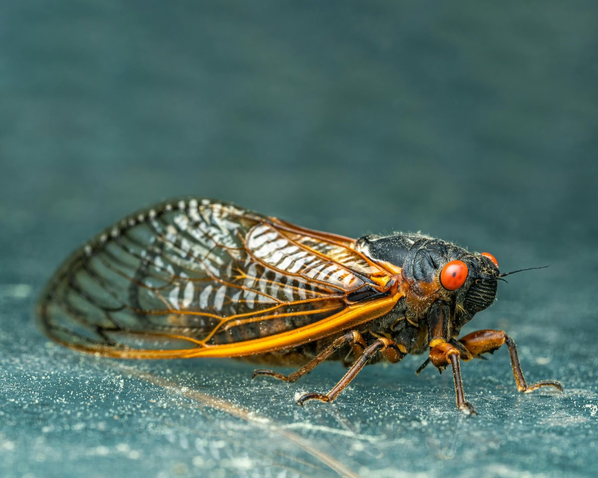 You might have noticed a LOT more of these insects hanging around this spring. But despite their giant wings, eerie song, and bright red eyes, cicadas aren’t here to do any harm. Read more about these critters with expertise from @GuloThoughts below 👇 n-ewn.org/nature-at-work…