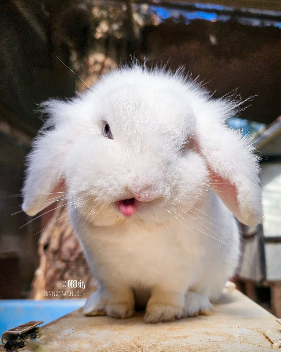 Snooshi says 'Bleeeh' 😝😝😝😜 #TongueOutThursday