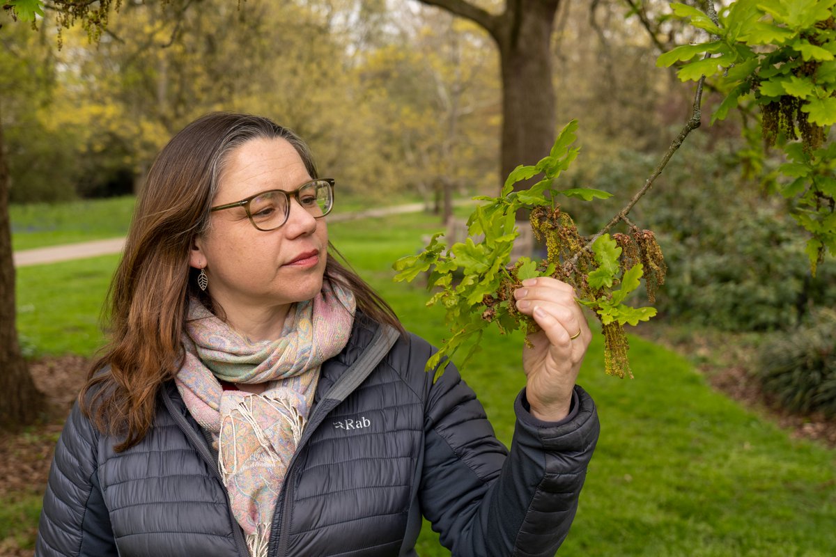 Knowing more about the environmental and genetic reasons why some trees are unaffected by disease, even when others around them are, can help us to take action to protect our oaks 🌳💚 Check out Louise Gathercole's tale of how 'to catch a tree killer' 👇 kew.org/read-and-watch…