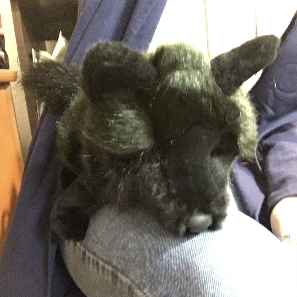 Ayako19770615's tweet image. Arrived today！🐺✨🙌😆
Welcome to my house！🏠
It's my Sam Uley！🐺❤️
#SamUley #TwilightSaga #ChaskeSpencer