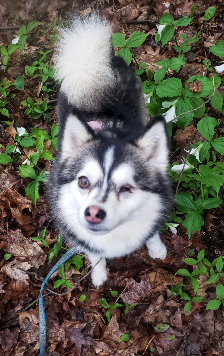 Miss Snow found some trilliums on our trail walk! ❤🐾🥰🐶🐕❤🐾 #ontariotrillium #pomsky #pomskylove #walkinthedoginwhitby #walkinthedog