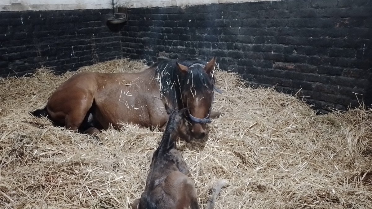 #Morning all. As our main season draws to a close last night, was certainly the busiest with 2 foaling happening at the same time and a third an hour after. Luckily, they are all good mums and handled well.