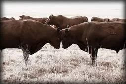 Bull Breeding Soundness Workshop May 2024
Wednesday 29th May 2024
Tullamore Court Hotel
08.30am – 17.30pm
10.5 CVE Credits
Click here to view the programme
veterinaryireland.ie/images/cve_ima…
Click here for the registration form
veterinaryireland.ie/.../Reg_Form_2…