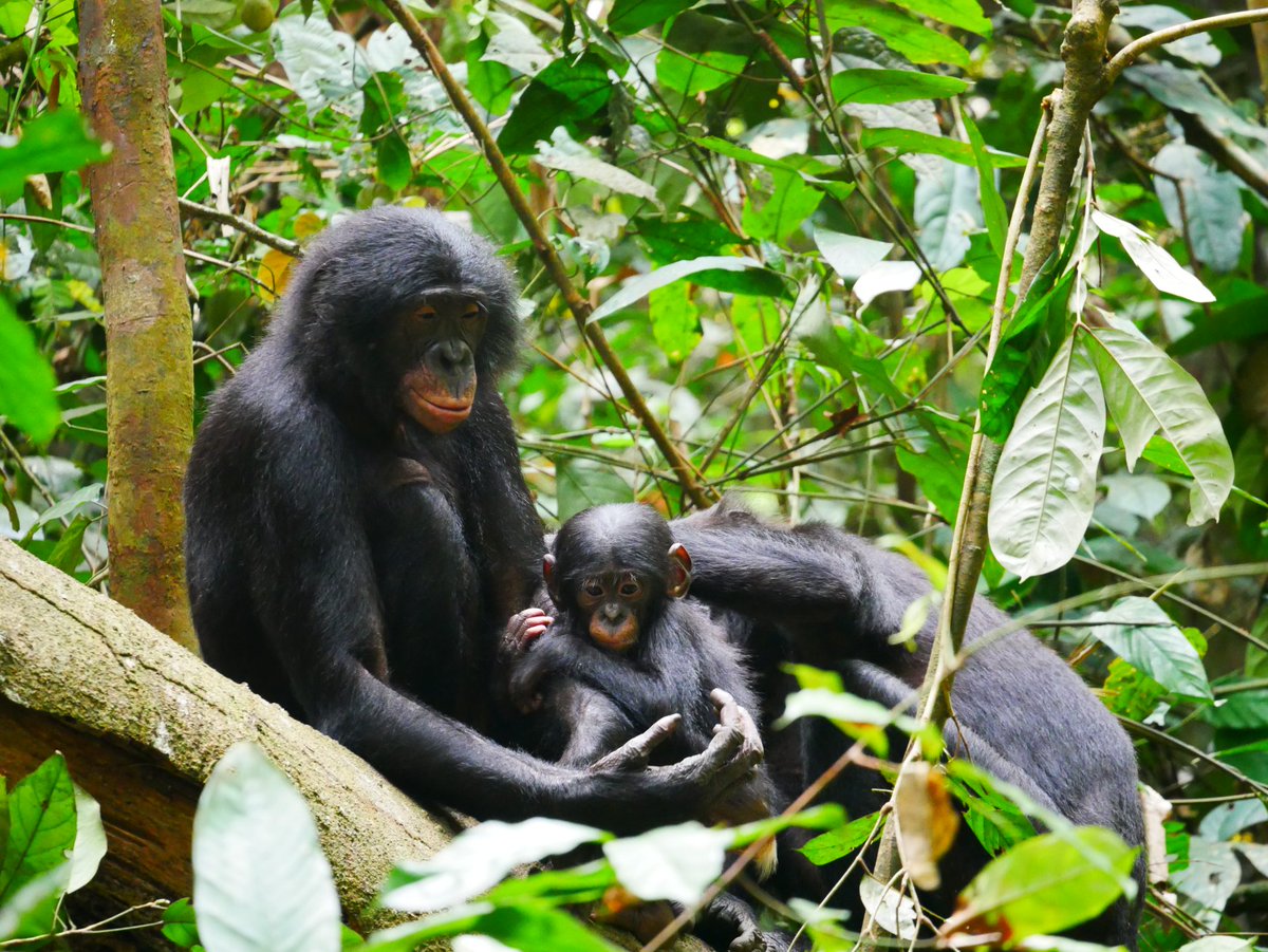 Nuevo estudio liderado por Mouginot et al. revela⬇️ 'Los bonobos macho son más agresivos que los chimpancés, protagonizando 2,8 veces más interacciones agresivas (persecuciones) y 3 veces más agresiones físicas (con empujones o mordiscos).' 🗞️@EFEverde efeverde.com/bonobos-menos-…