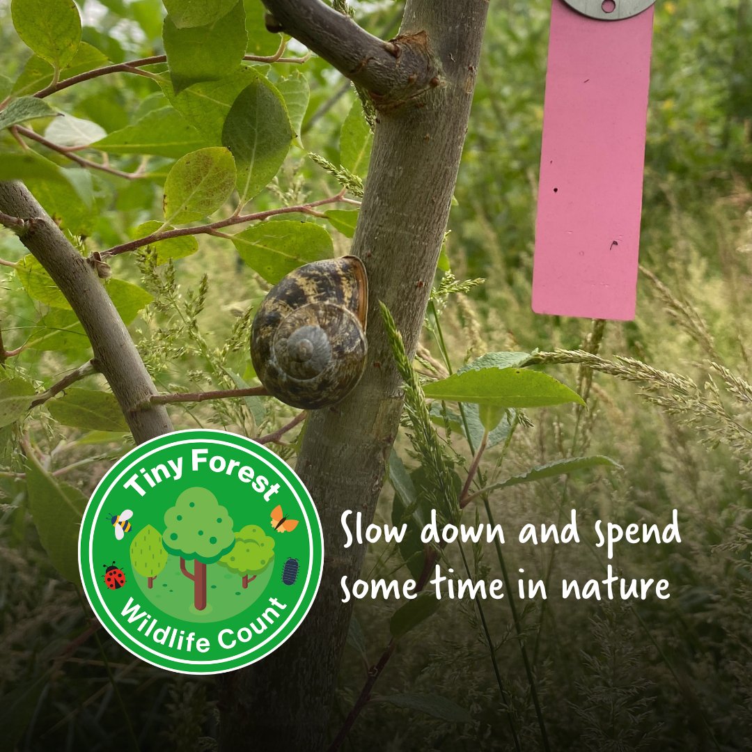 🐌💚 Spring can be a busy season... slow down and spend some mindful time in nature! 🌳 Between 18-26 May, we invite you to visit a #TinyForest near you and take part in the Tiny Forest Wildlife Count. Get your free survey pack today 👉pulse.ly/mt8zl9ein8 #TFWildlifeCount