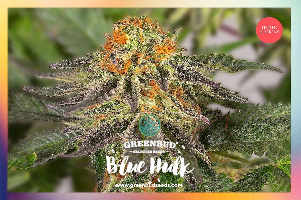 BLUEBERRY 99 X BRUCE BANNER (male) 🔥🔥🔥 We keep working 💪😎🛠️ Limited Editions #GreenbudSeeds coming soon! Have a great day 🌴🍻🌴 greenbudseeds.com 📸 @Greenseedtests #CannabisCommunity #cannabisculture #WeedLovers