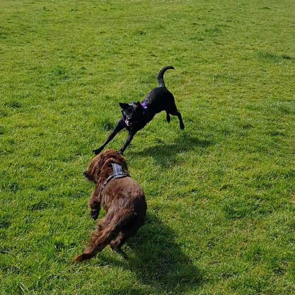 Thank you Carolyn and Neil- Just to let you know Holly's loving life! She loves to run and play with her big brother Sam and we've now run a couple of canicross races. We'll never come first (my fault not Holly's) but she loves it! Thanks for letting her become part of our family