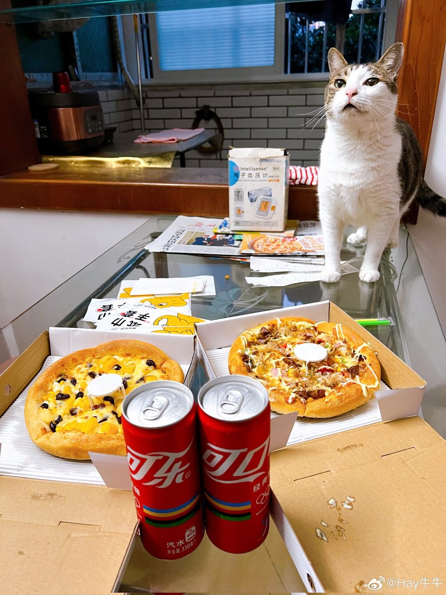猫猫和披萨绝配哦 #互关 #每日互关 #每日涨粉