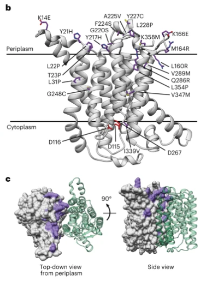 Synthesis of lipid-linked precursors of the bacterial cell wall.. @NatureMicrobiology 9, 763. Check the #cryEM #structure of this #membrane #protein in the UniTmp database: pdbtm.unitmp.org/entry/8tlu

nature.com/articles/s4156…