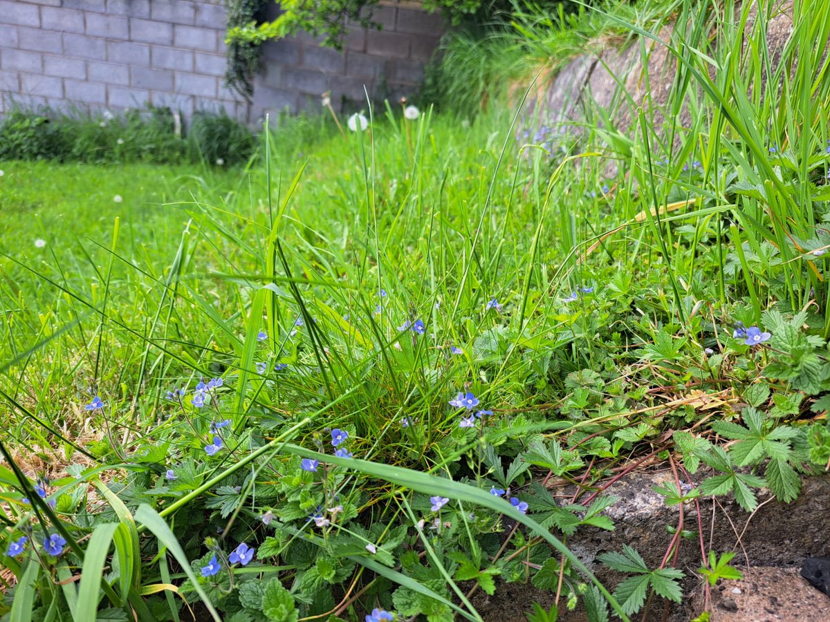 MontWildlife's tweet photo. Weโre just over a week into #NoMowMay. Look at how of some of our team are getting on ๐
Leaving areas of your garden to grow wild, not just in May but year-round, is beneficial to a whole host of wildlife ๐๐ฆ๐ฆ
Are you taking part?
#ActionforInsects https://t.co/F3sFFyqOuA