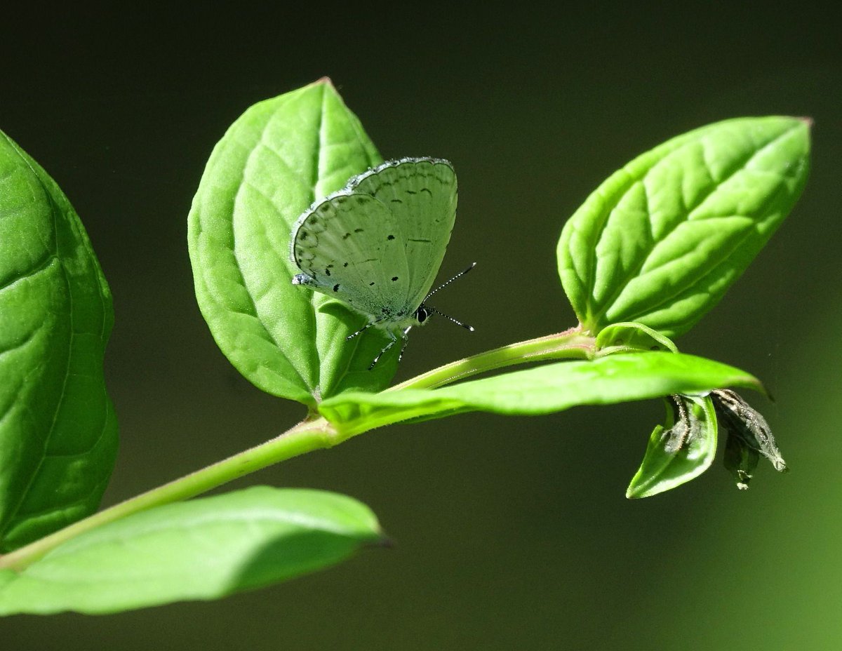 This breathtaking photograph captures a beautiful butterfly blending in with nature's surroundings in Guizhou. 🦋🍃

#Guizhou #GuizhouProvince #China #Photography #VisitChina