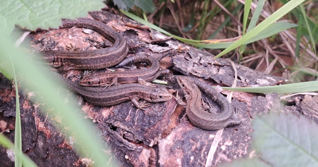 It was the warmest day of the year so far in London on 30th April, and our #LondonBlueChain team went out to speak to some new #BlueChainGuardians at Chinbrook Meadows in Lewisham. This group of #CommonLizards was found basking in the sun! @HeritageFundUK @NaturalEngland