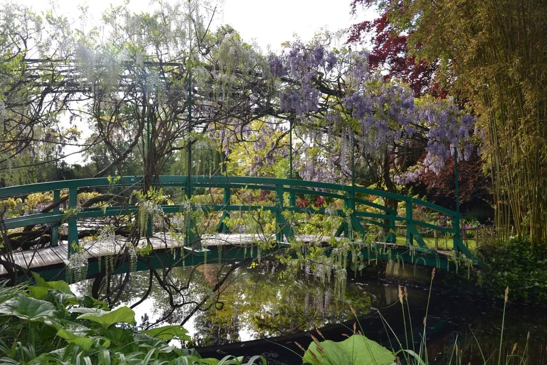 Ce moment est l'un des plus attendus du mois de mai. Au jardin d'eau, les glycines mauves et blanches s'entremêlent sur le pont japonais. Un magnifique croisement de floraisons à immortaliser sans tarder !