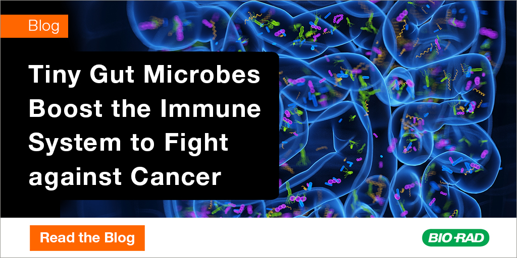 Immune checkpoint therapy has revolutionized cancer treatment, yet over 50 percent of patients fail to respond to immunotherapy. Could the gut microbiota of the patient influence immunotherapy outcomes?  Read the blog to find out: ow.ly/trqY50RA6lC 
#LabCrunches #Microbiota