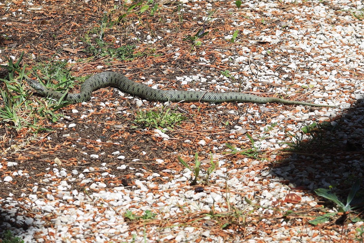 Cobra-de-água-de-colar-mediterrânica (Natrix astreptophora) observada a 7 de Maio pela leitora Maria Jorge no seu quintal perto de Santarém. Identificação por Diogo Parrinha. wilder.pt/especies/que-e…