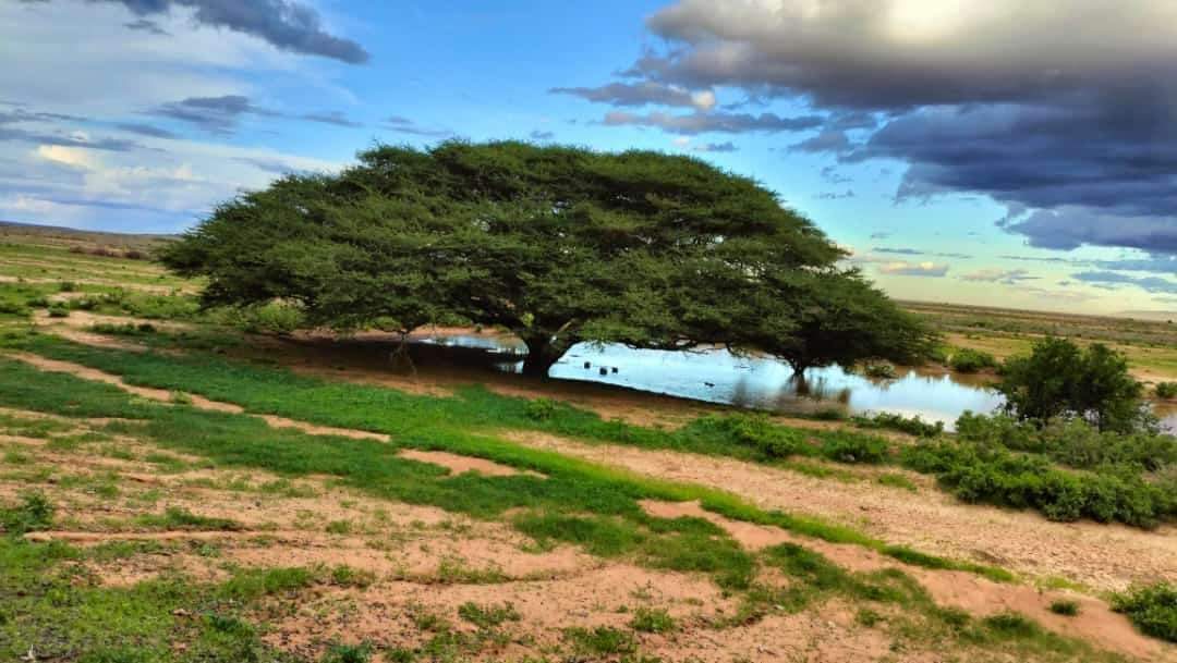 Your favourite acacia tree along Marsabit -Isiolo highway. It stands out in the desert 🏜️
