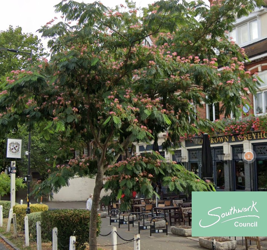 As we celebrate 100,000 trees across the borough, today's tree of note is the Persian Silk Tree in Dulwich Village. The tree's name in Arabic means 'night sleeper', due to the closing leaves at night time and during rain #SouthwarkTrees