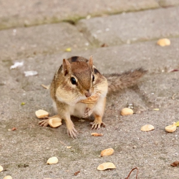 It's going to be a great #Sciuridae for nut gathering!

On #Sciuridae, don't stuff your . . . Oh, never mind.

Every day is #Sciuridae! (And #chipmunks are #squirrels!)

#fightlikeasquirrel #SquirrelStrong 🐿️💪#SaveGreySquirrelUK #SquirrelScrolling #squirrel #Eichhörnchen