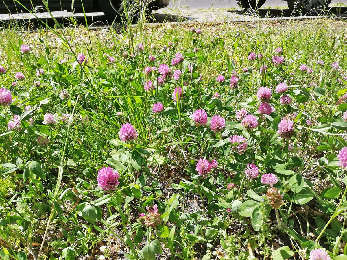 Roter #Klee am Fahrbahnrand - eine Augenweide #mähfreierMai #Stadtnatur #Blühstreifen #insektenfreundlich