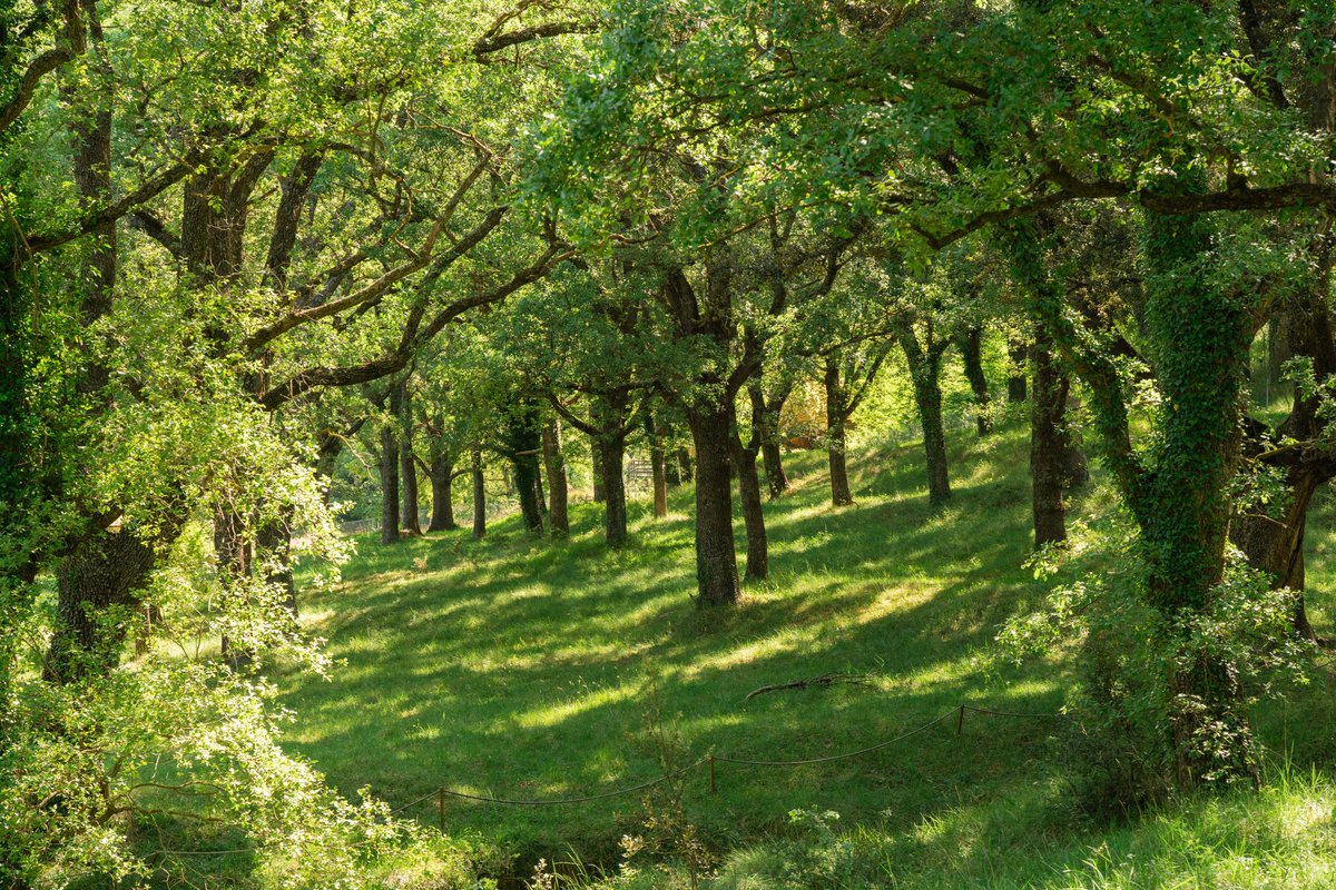 Si os apetece desconectar de la ciudad, buscar un lugar tranquilo y respirar aire puro, os recomendamos venir a Benassal y pasear por el Paraje Natural del Rivet, donde el verde vegetal os rodeará sintiendo el abrazo de la Naturaleza.

#Benassal #parajedelrivet #naturaleza
