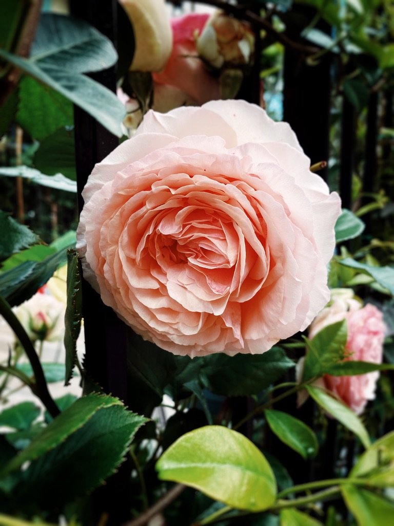 HAPPY ASCENSION DAY!
Pic © Rosa Mayland.
#Photography #Roses #Flowers #Beauty #AscensionDay