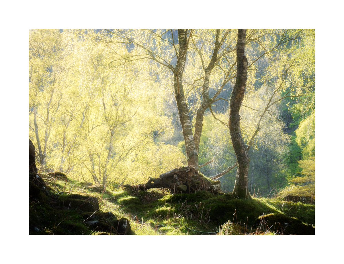 Workshop update. Join me in June for my Summer breeze in the trees. Never mind blue sky’s, never mind harsh light. The trees are there all year round looking a delight. All details here👇 maliphotography.co.uk/events/summer-… #workshop #summer