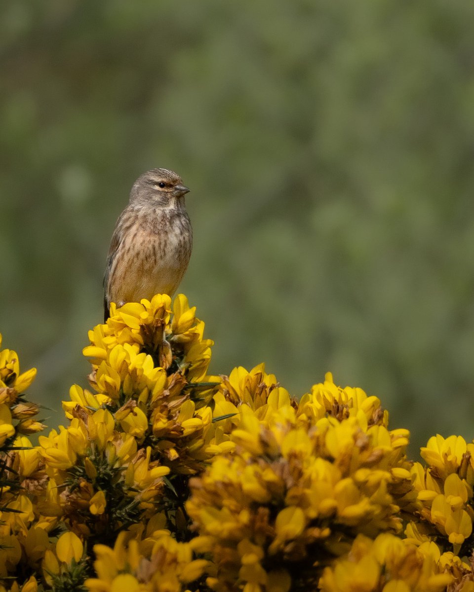 Linnet sitting pretty 🌼 #birdlife #linnet #wildlifephotography
