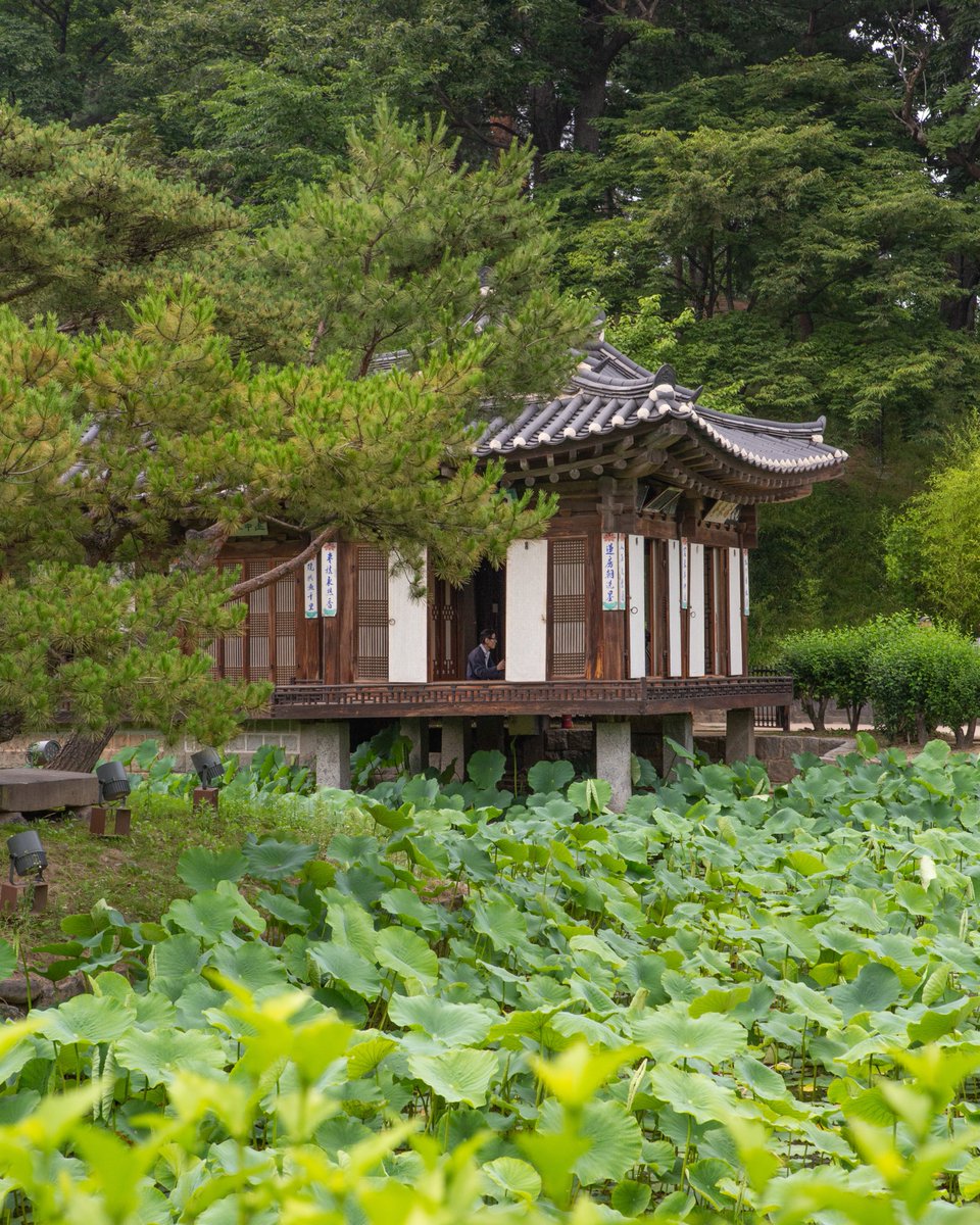 강릉 선교장의 색깔은 푸른색입니다. 뒷산이 푸르고, 집 앞의 호수가 푸르고, 사람들의 마음이 푸릅니다.
선교장 뒷산에는 노송이 가득합니다. 노송은 비바람이 불고 눈보라가 몰아쳐도 푸른빛을 잃지 않습니다.
푸른 산과 푸른 호수 속에 살아온 선교장 사람들은 마음이 푸릅니다.
©APC