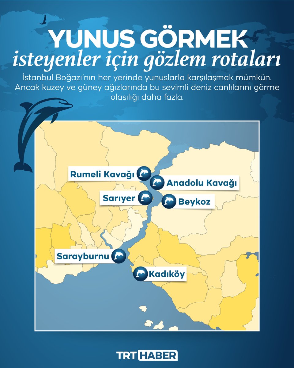 Kimi zaman dev gemilerle yüzüyor, kimi zaman sevimli hareketler yapıyorlar. Peki yunusları ne kadar tanıyoruz? İşte İstanbul Boğazı’nda en sık görülen 3 yunus türü… trthaber.com/haber/cevre/is…