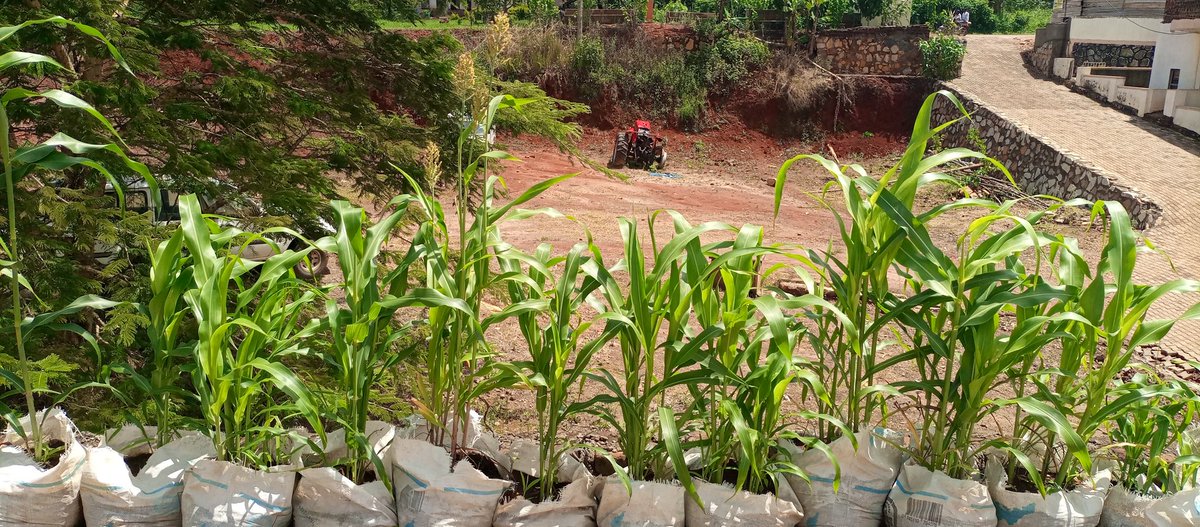 cwmasiga's tweet photo. Breeding Sorghum for drought tolerance. The results are very clear. We now need to work on introgressing drought tolerant genes into farmer preferred high yielding varieties. This will contribute to solving problems of food shortages in drought prone areas of sub Saharan Africa. https://t.co/WUoUWQlQ2O