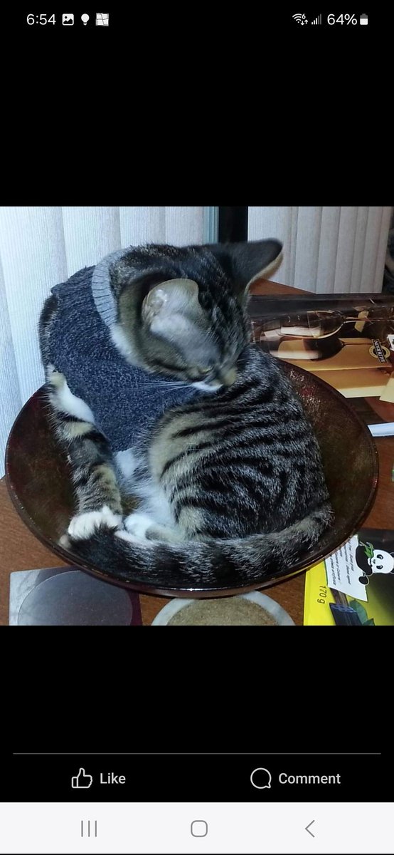 TBT to the days after my surgery (to remove my boot). Don't I look spiffy wearing my Dad's sock as a sweater? Just remember, you can survive anything! You made it to today, didn't you? 💪😁 #ThrowbackThursday #RecoveryJourney #NeverGiveUp #CatsOfX #CatsOnTwitter