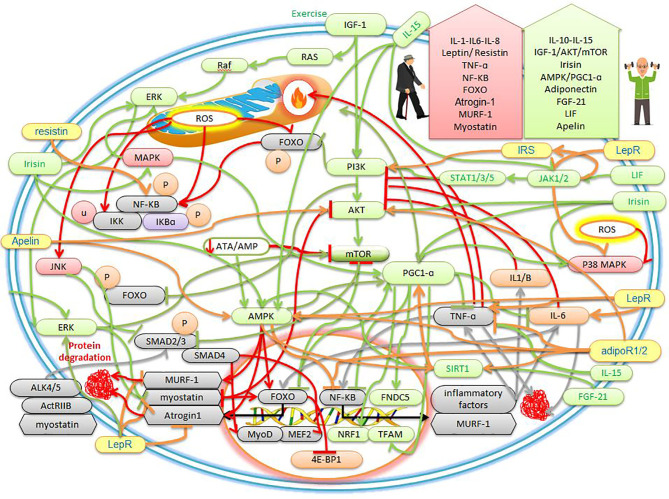 Todo muy simple 😅 The effects of sarcopenic obesity and exercise on the cellular mechanisms of myokines and adipokines. frontiersin.org/journals/physi…