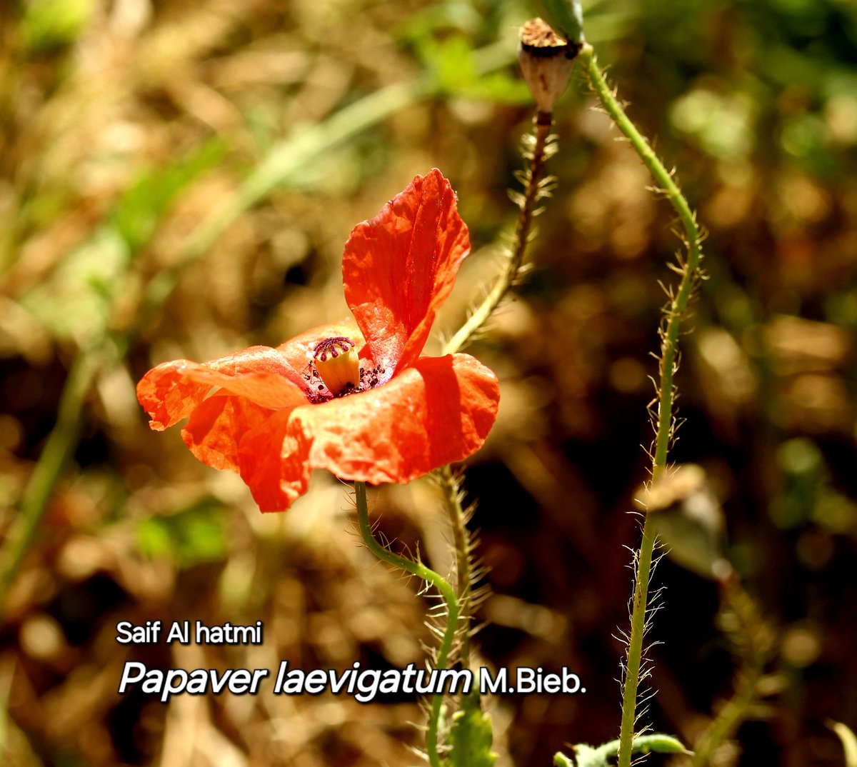 Papaver laevigatum M.Bieb.
أحد أنواع الديدحان، تم رصده بمنطقة طيطام  في ظفار ، اضافة جديدة وحديثة لعام 2024 لقوائم النباتات البرية المحلية في سلطنة عمان. #فلورا_عمان