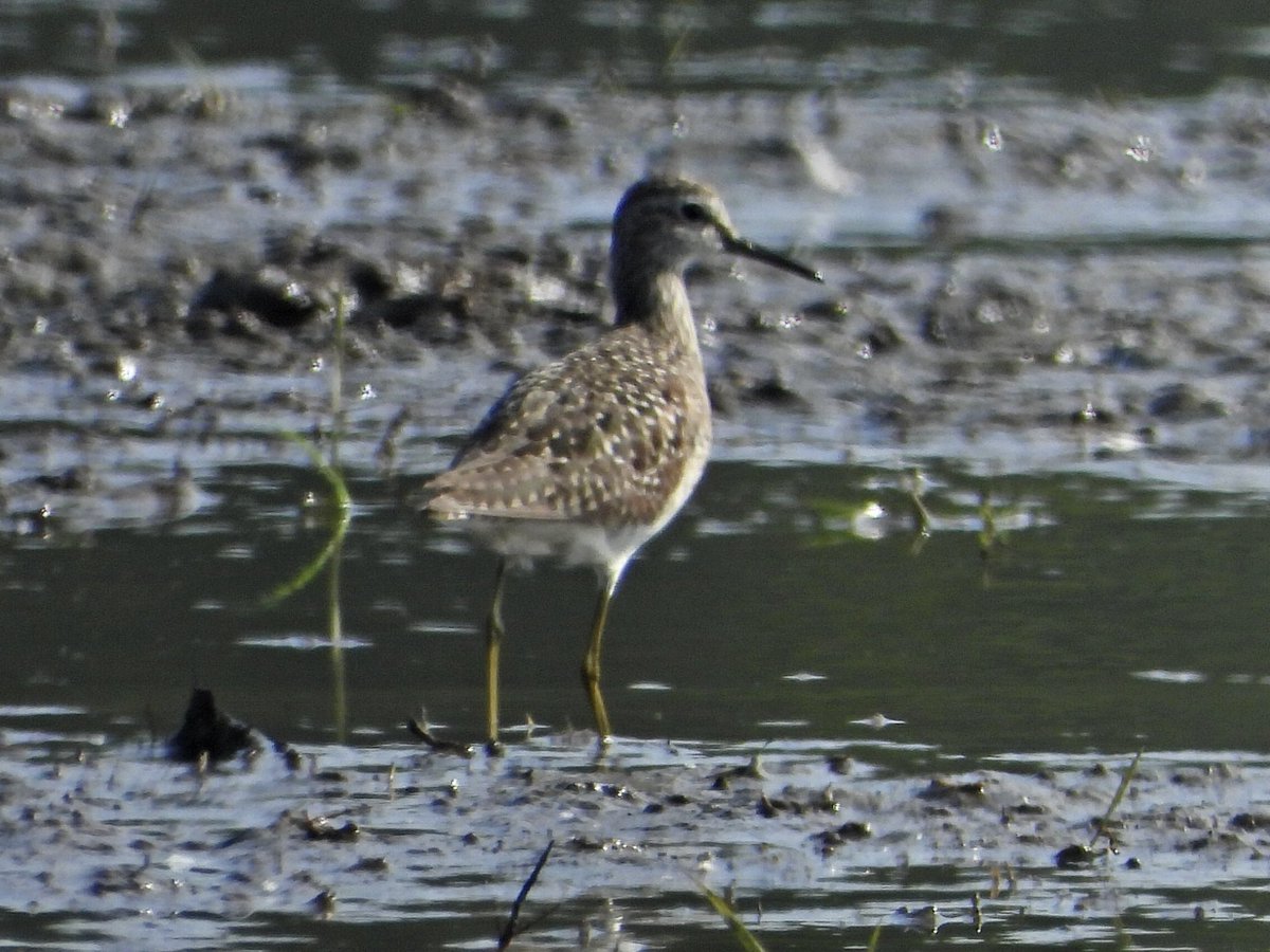 My good spring continues with a Wood Sandpiper on the cow field. Only my 2nd ever patch record. #PWC2024 114/130. @PatchBirding @Lincsbirding @lincsbirders @BTO_Lincs @LincsWildlife @LincsNaturalist @BirdTrack
