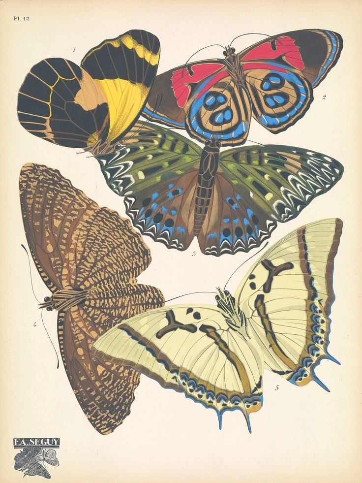 Papillons, Emile-Allain Séguy, 1925.