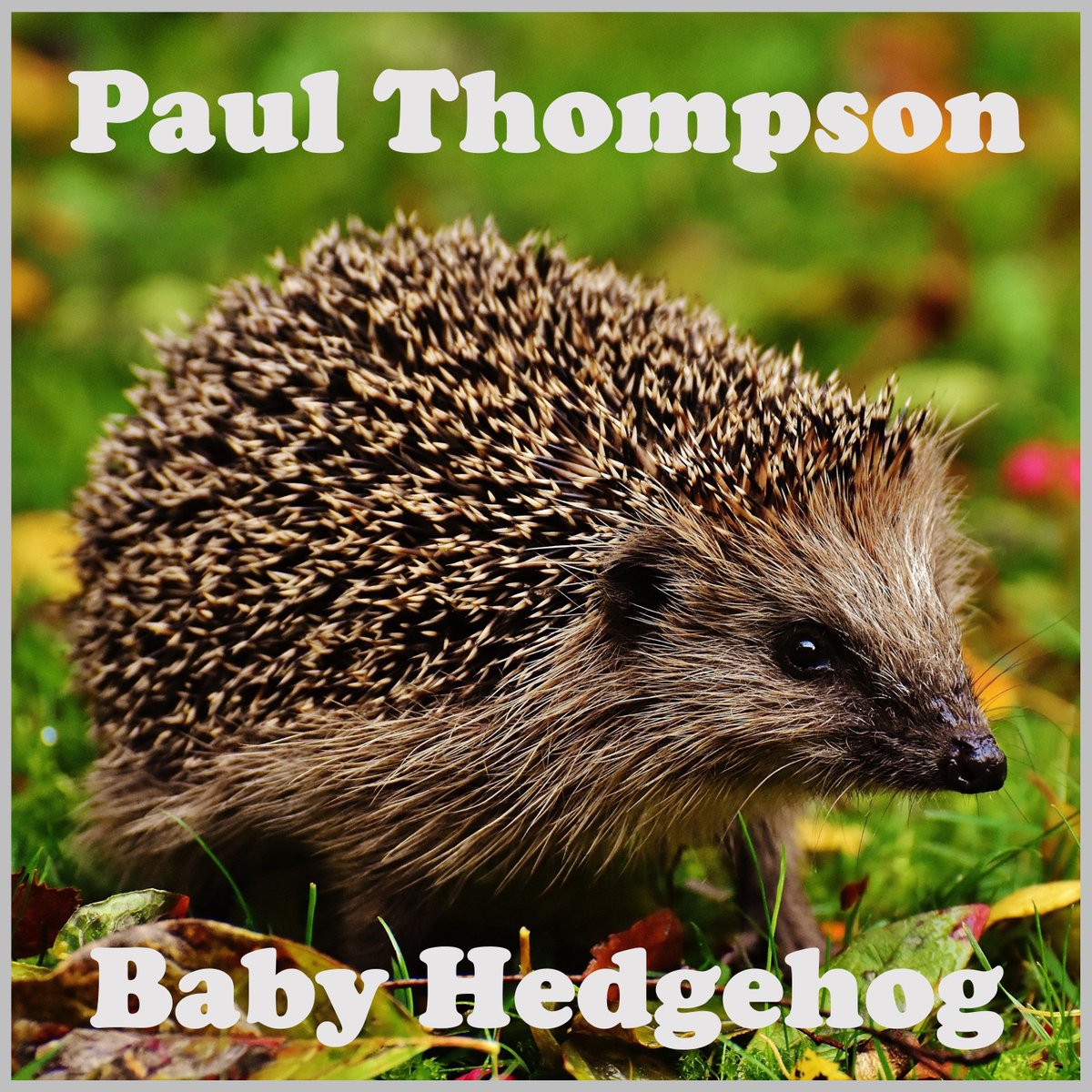 Huge thanks to Amplify the Noise for their review of #babyhedgehog. Check it out!  #HedgehogAwarenessWeek
buff.ly/3R0iPDN