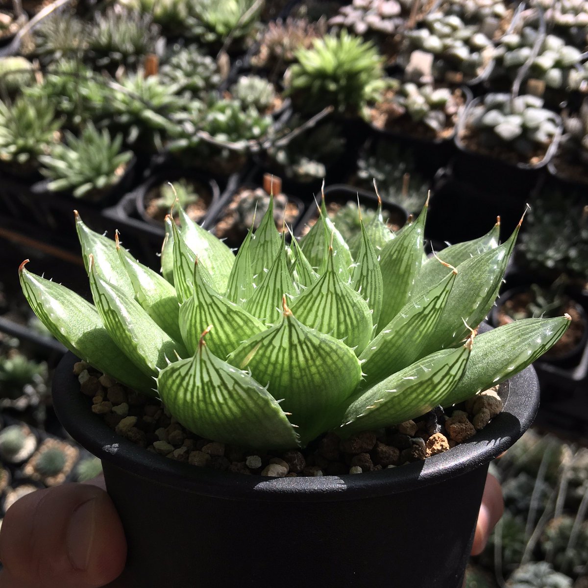 どんどん大きくなる

Haworthia medens n.n., IB06569, Medenpoort

大きくなりすぎたので去年外側の葉をいっぱい毟って４号に収めたんですね

もうはみ出してるし、葉挿しは無収穫
これだから…

#IB06569 #Haworthia #ハオルチア #ハオルシア #succulents #多肉植物