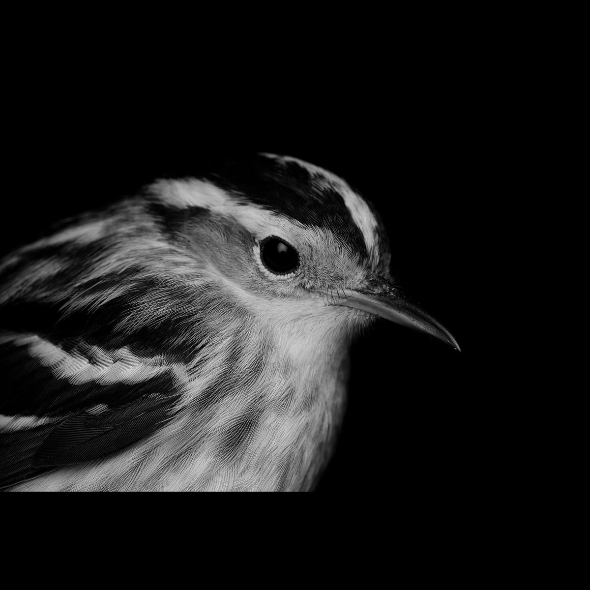 Black-and-white Warbler, New York. Portrait series.
corderonature.com