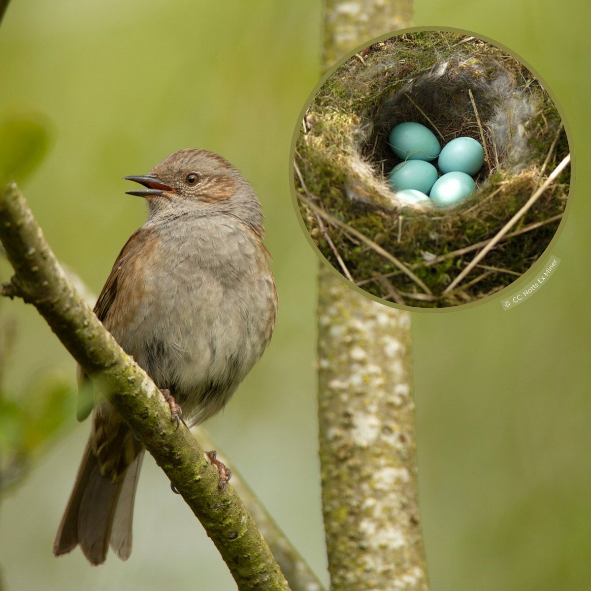 A nod to #NationalHedgerowWeek, the secretive Dunnock stars in today’s #NestKnowledge! 🌳 Dunnock nests are a stout cup, nestled low in thick bushes and hedgerows. Woven from twigs, they're then lined with soft moss and hair. Egg ID: 4-5, bright blue, spotless and vibrant.