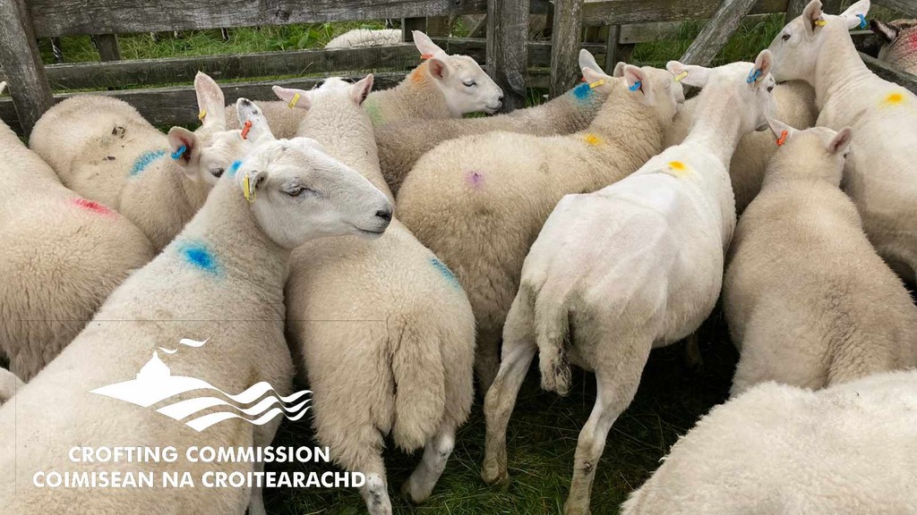 Crofters: The OG Garden of Ewe Time! ✨ #MetGala who? Our fields are the real couture. We cultivate tradition &, well, sheep. Breathtaking views? Always. Unpredictable weather? You bet! #CroftingLife #ScottishHighlands #ScottishIslands