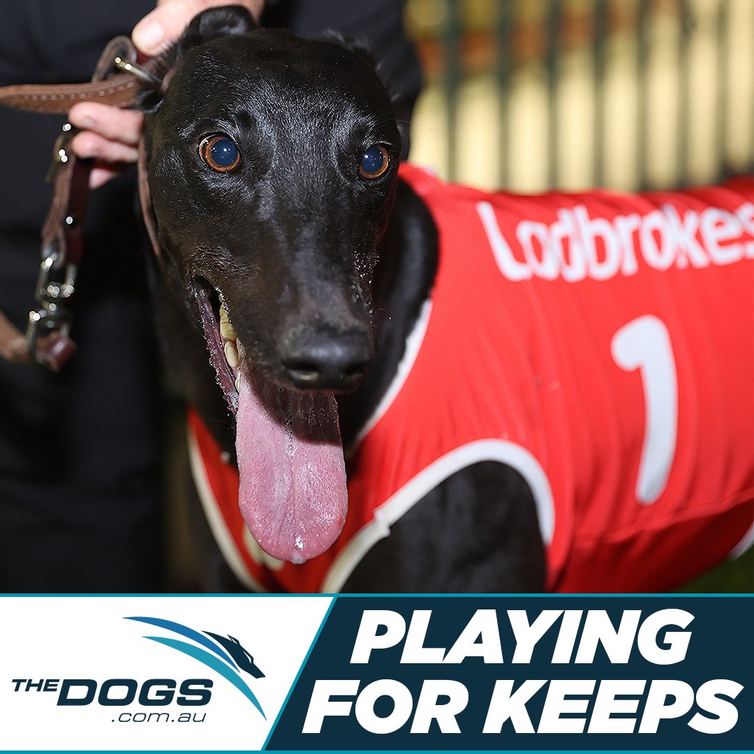 As the 2024 @ladbrokescomau Brother Fox series unfolds at Dubbo on Saturday night, it may officially represent a ‘passing of the torch’ moment for the kennel of Charmaine Roberts.

MORE: thedogs.com.au/news/2024-05-0…

#thedogs #greyhoundracing