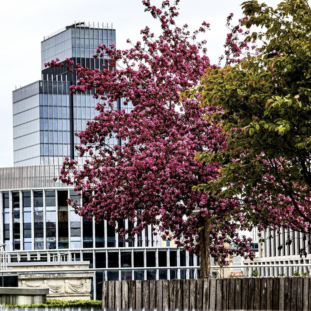 OSelectProperty's tweet image. Birmingham in Bloom! The sun is starting to shine in the city and we&apos;re loving seeing it come to life! #SelectProperty

📸 (IG) prophotograhypictures