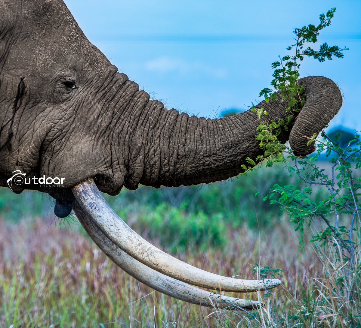 African Elephant Feeding on.some shrubs. 📌 Queen Elizabeth National Park, Uganda. #wildlife #travelphotography