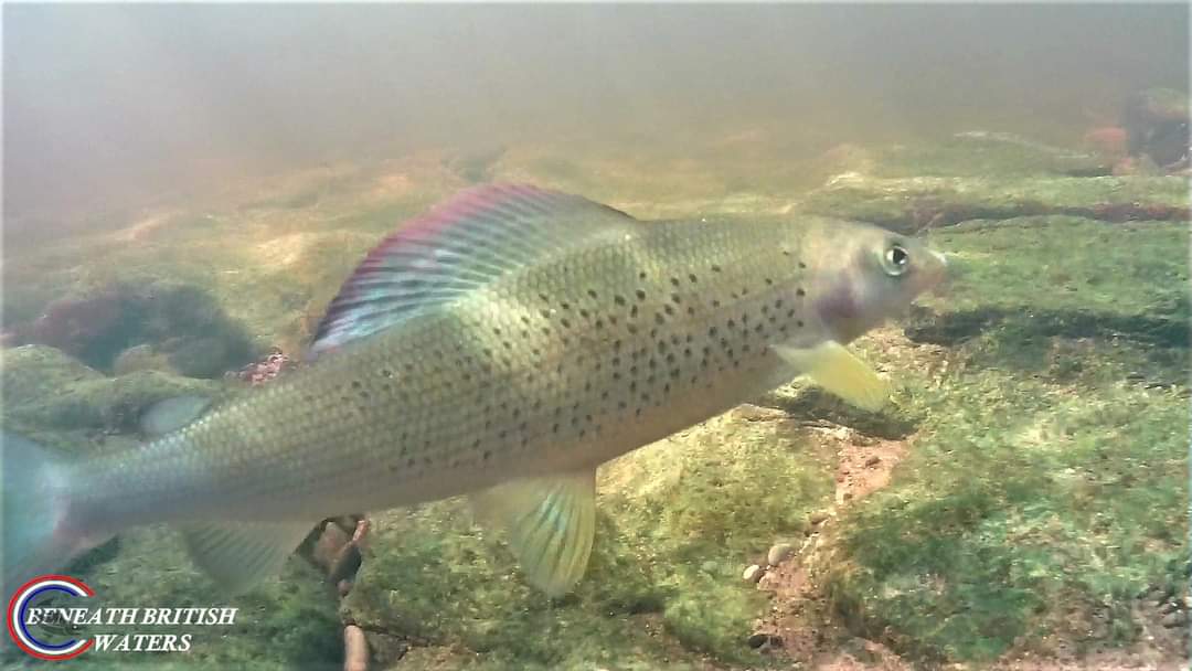 To think last May I used to film these beautiful fish. On Sunday, when I film (which I'm dreading), I will be lucky to see one. But I will get sewage litter on film. When did it become the norm to film more pollution than fish. @ActivistAnglers @AnglingTrust @FishLegal_