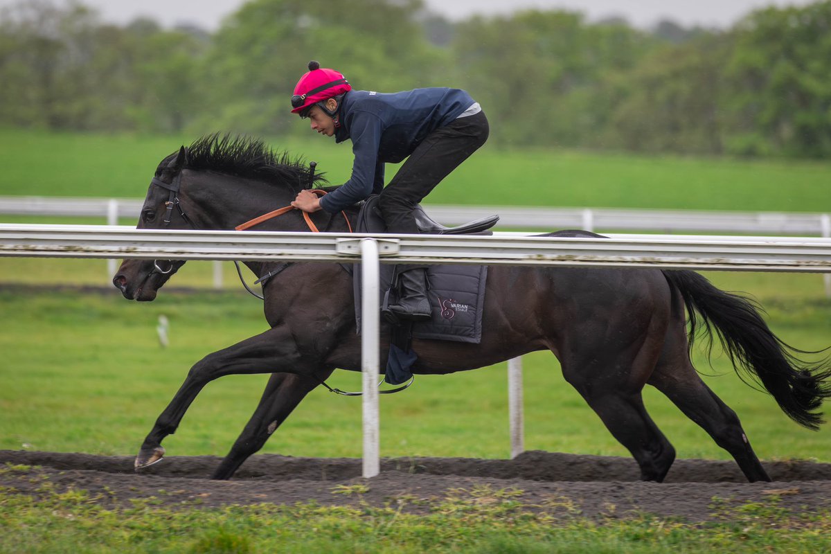 🅡🅤🅝🅝🅔🅡 - Dashing Darcey heads to the @ChesterRaces May Festival today for the Class 2 Handicap at 14:35, run over 7.5f. We have James Doyle in the saddle for the team at @varianstable. Best of luck to his owners! #OpulenceThoroughbreds