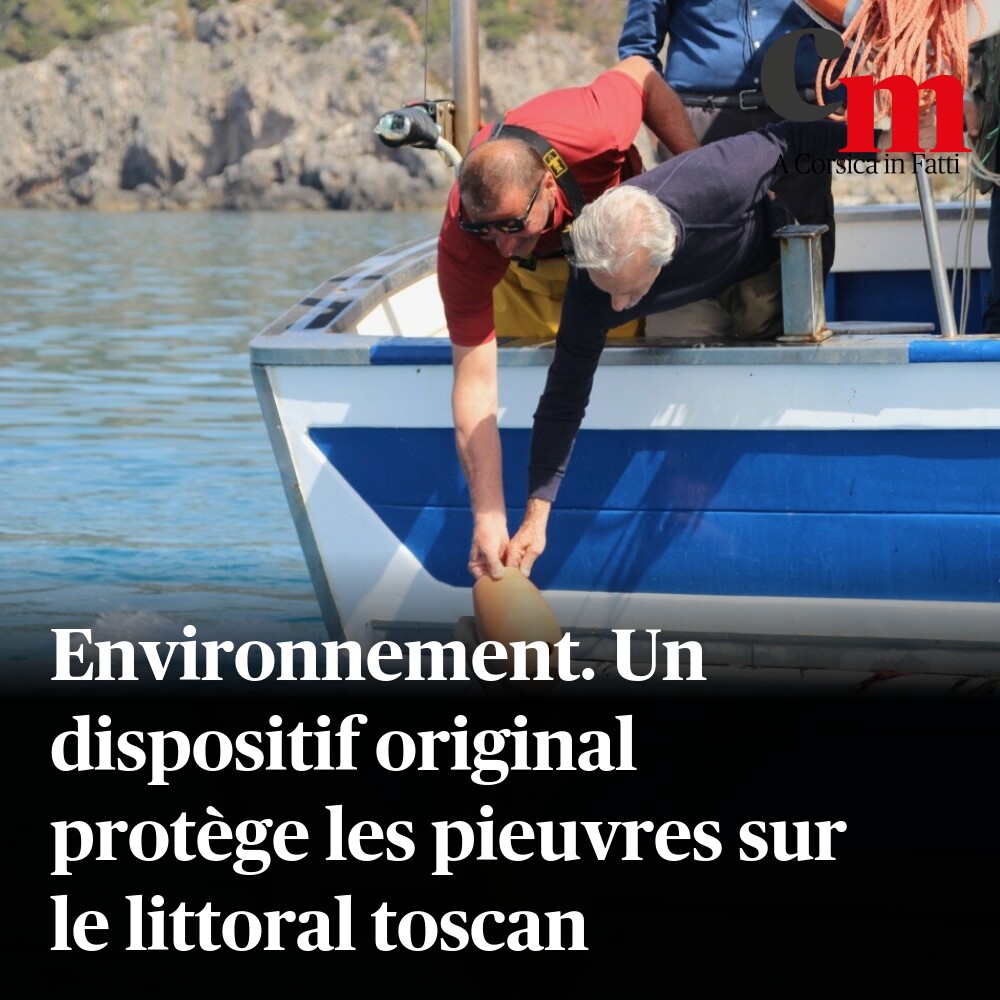Environnement. Un dispositif original protège les pieuvres sur le littoral toscan ➡️ sur.corsematin.com/WMI