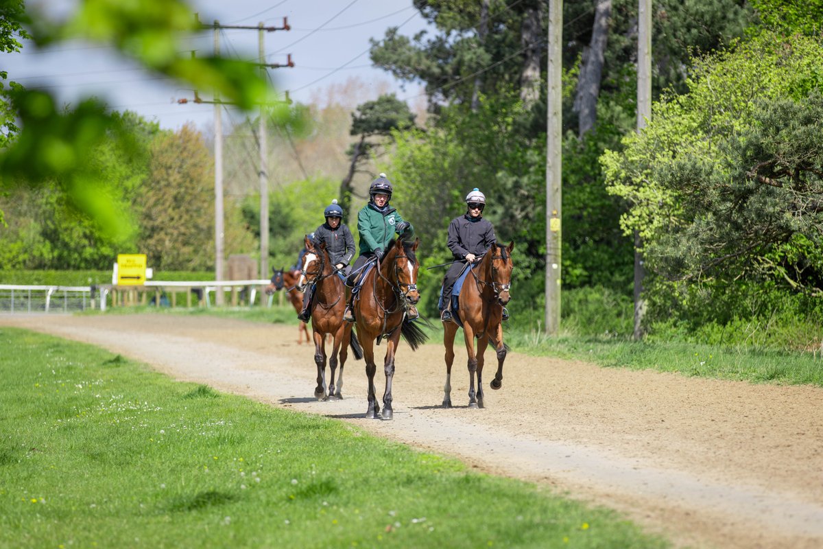 Star Legend, Tenyatta and Destinado making their way home after exercise 📸🏇 #DevaRacing